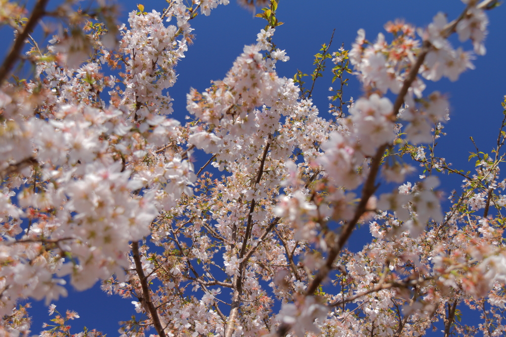 植物園から「春めき桜」３