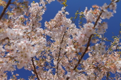 植物園から「春めき桜」３