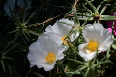 花散歩松葉牡丹白