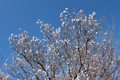間もなく満開