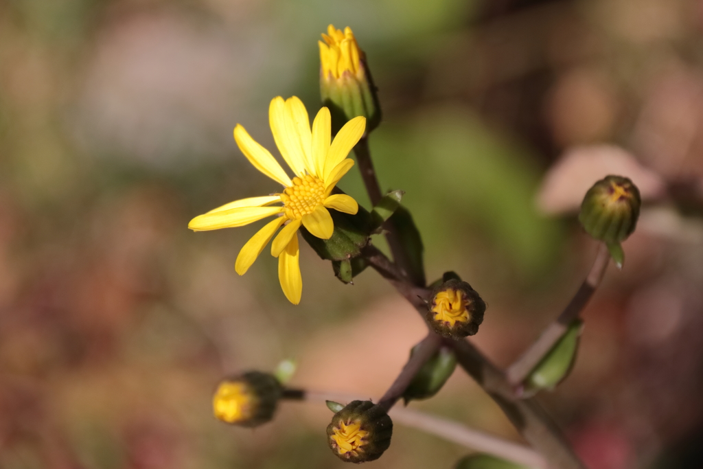 花散歩ツワブキ１