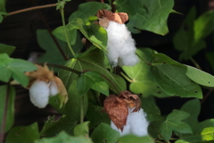 綿花の実り１