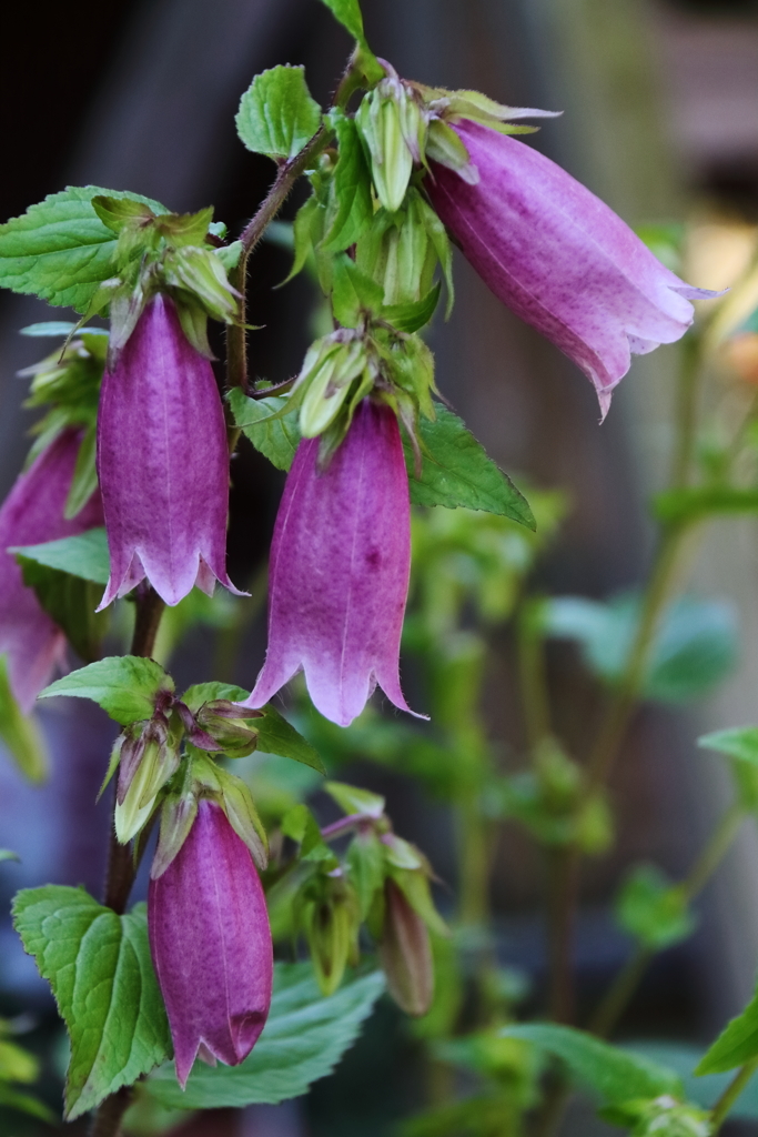 散歩道の野草達28