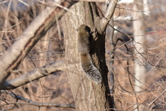冬眠しないリス３