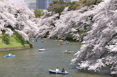 春盛り千鳥ヶ淵２