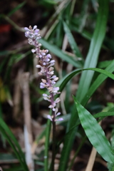 花散歩ヤブラン