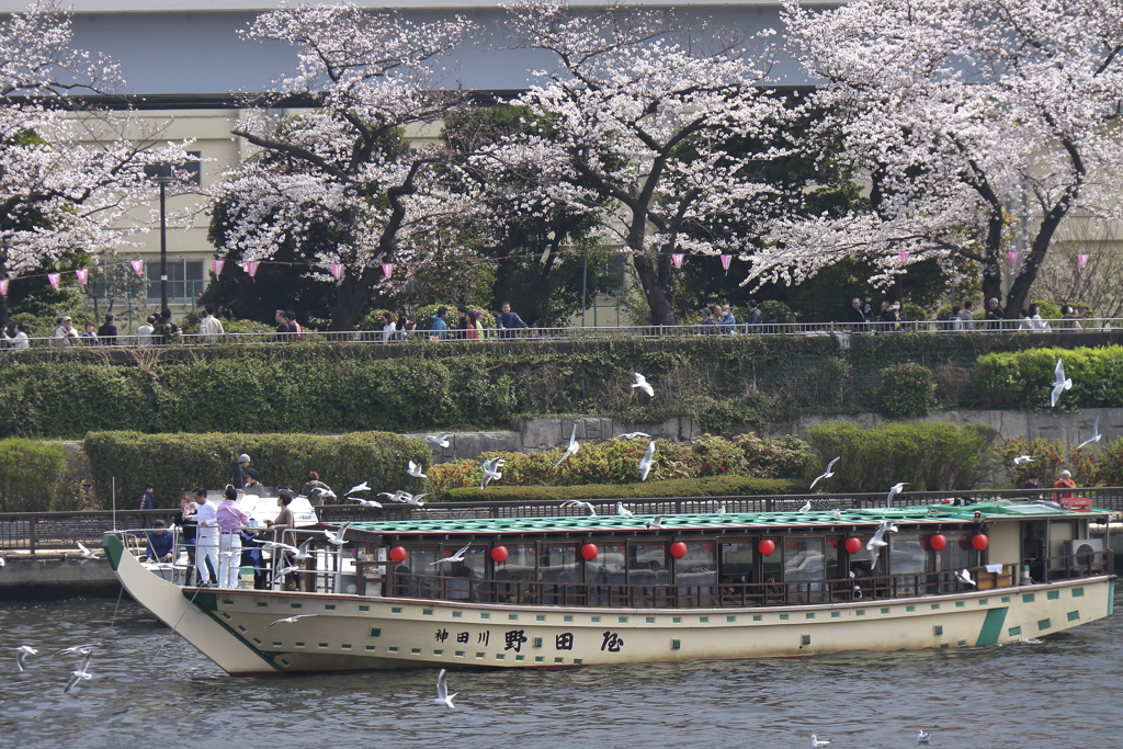 花見の日３