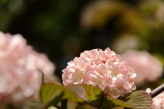 花散歩オオデマリピンク