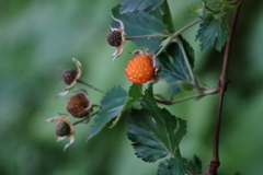 カジイチゴ実る３