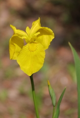 公園のキショウブ