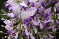 花散歩藤３