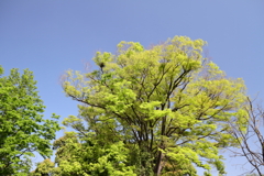 新緑へ３