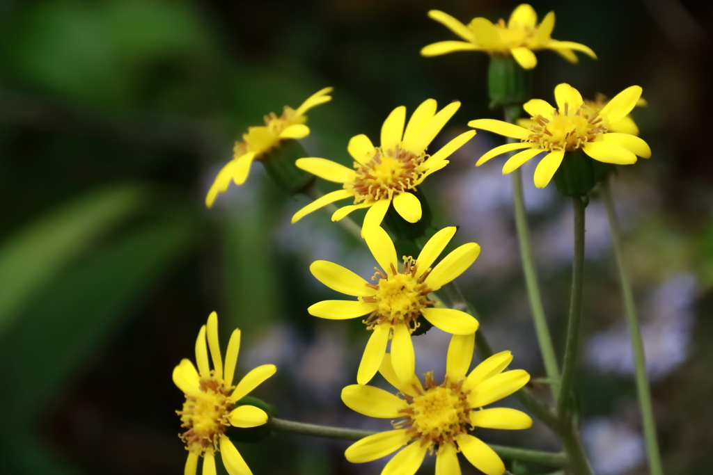 花散歩ツワブキその後