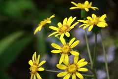 花散歩ツワブキその後