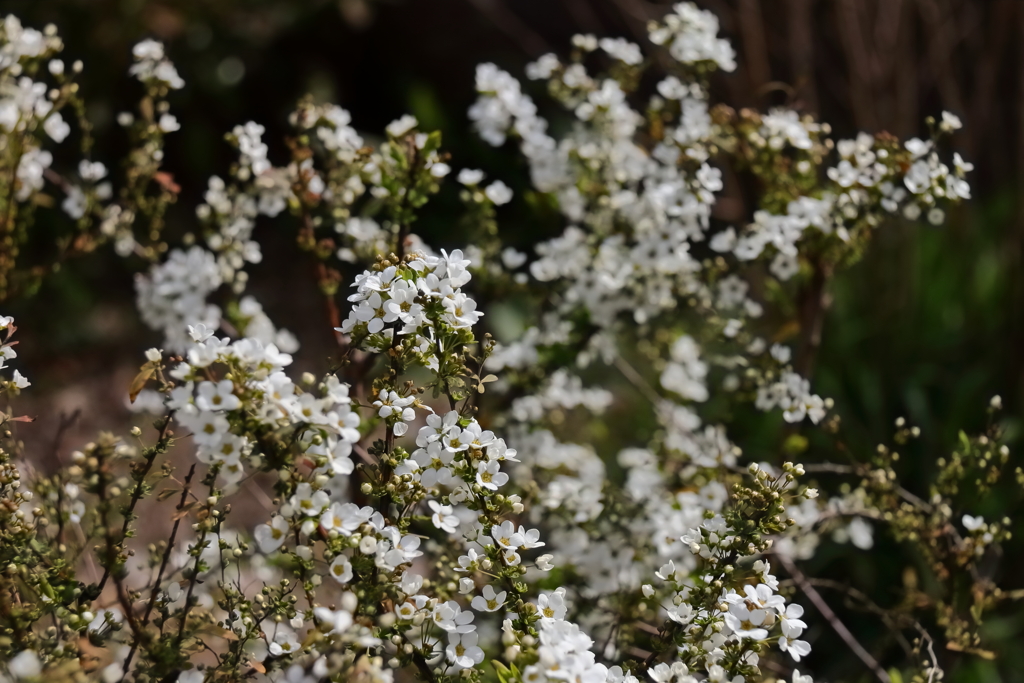 ユキヤナギ開花３