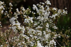 ユキヤナギ開花３