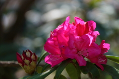 植物園から「しゃくなげ」５