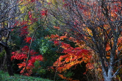 里山晩秋1