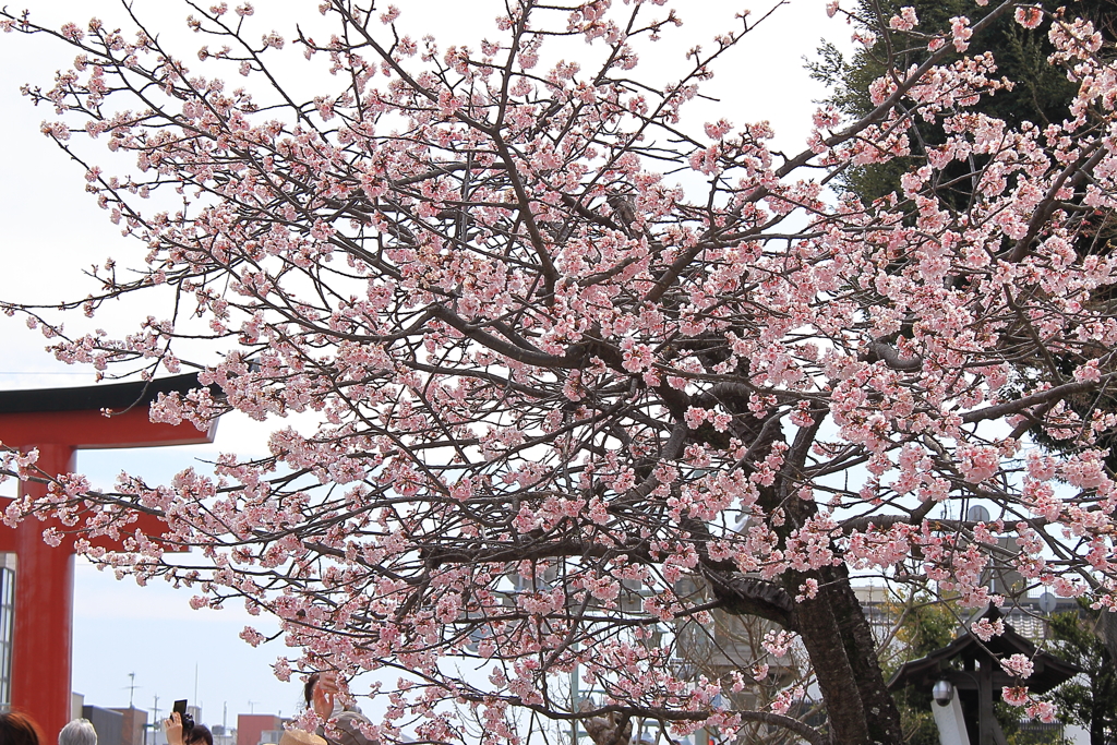 満開早咲き桜１