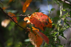 秋陽を受けて２