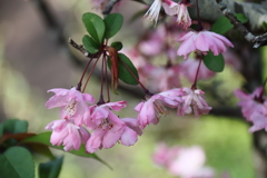 花散歩海棠３