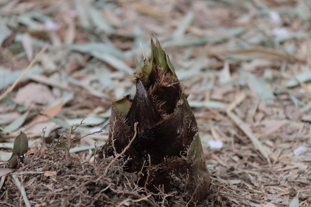 頭を出したタケノコ