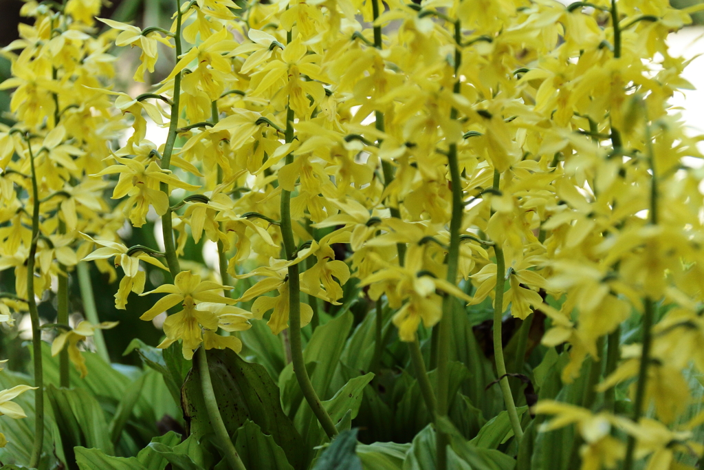 春陽のエビネ３