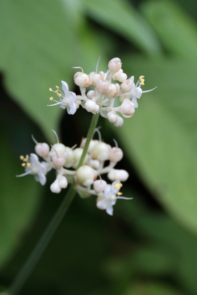 里山花散歩ヤブミョウガ１