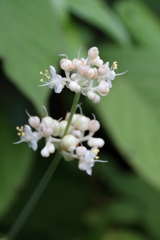 里山花散歩ヤブミョウガ１