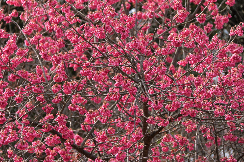 満開寒緋桜