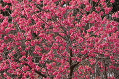 満開寒緋桜
