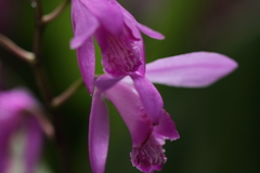 紫蘭開花３
