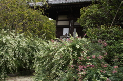 白萩の寺３