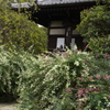白萩の寺３