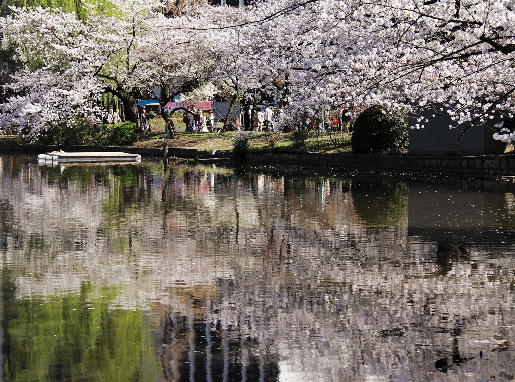 上野の桜３