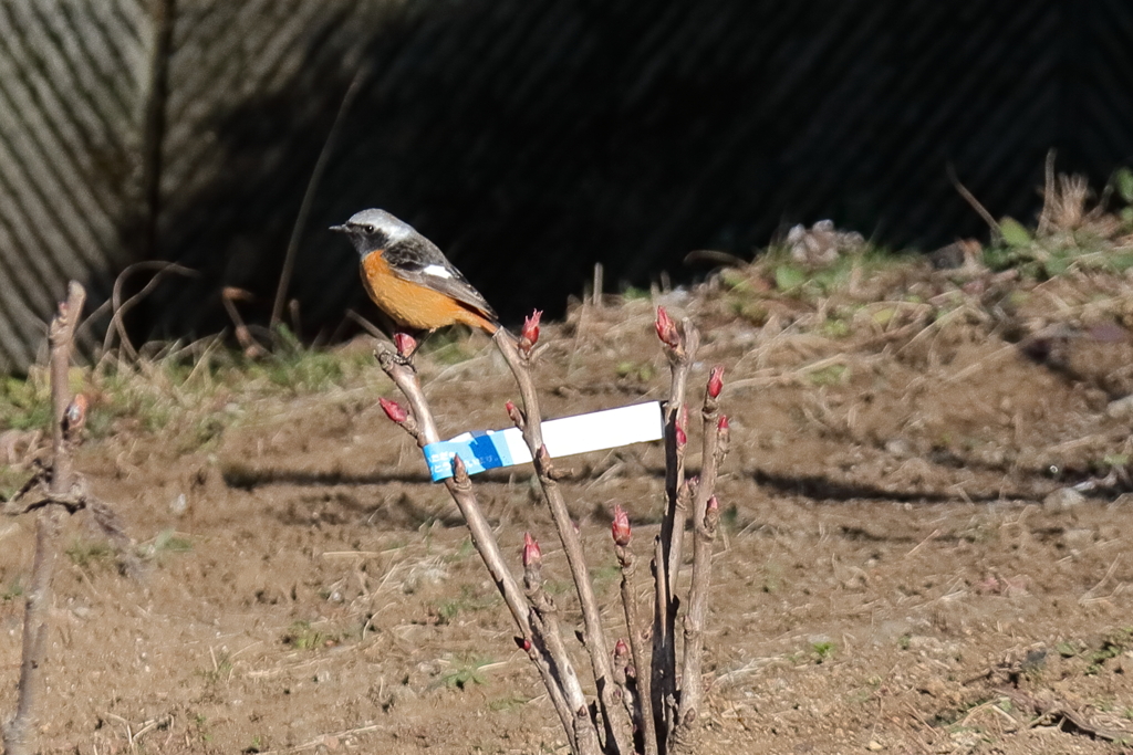 ここは指定席１