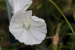 花散歩まだ変化朝顔３