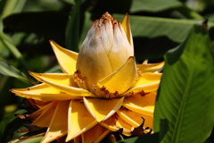 チョウキンレン