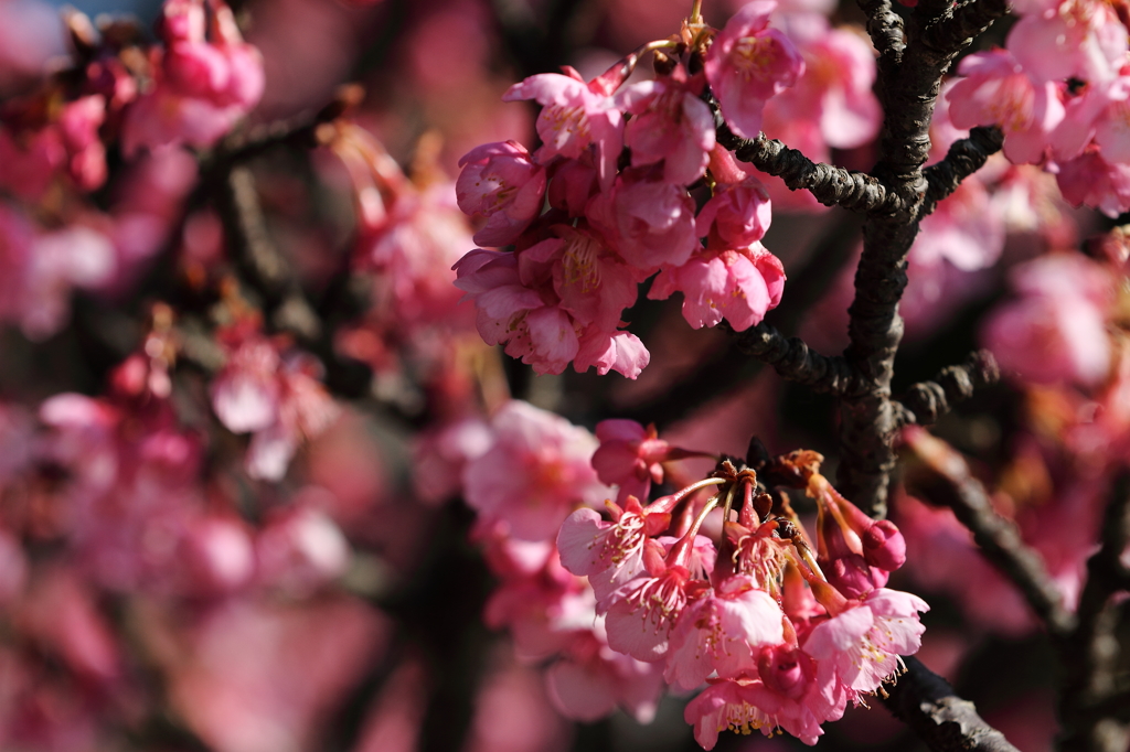 春告知　河津桜６