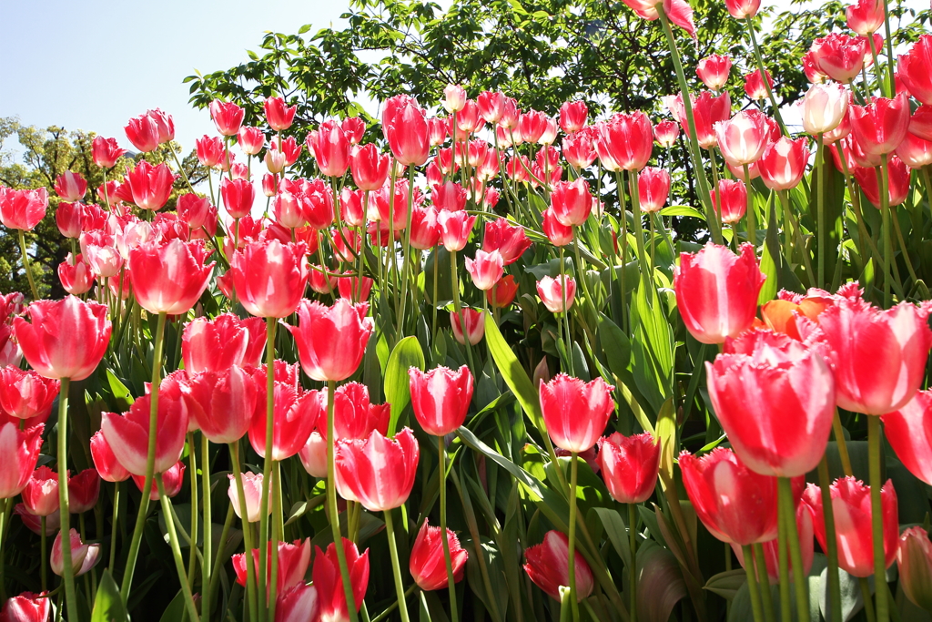 チューリップ点描４