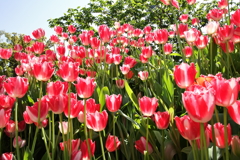 チューリップ点描４