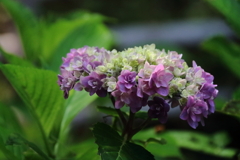 花散歩あじさい６景４