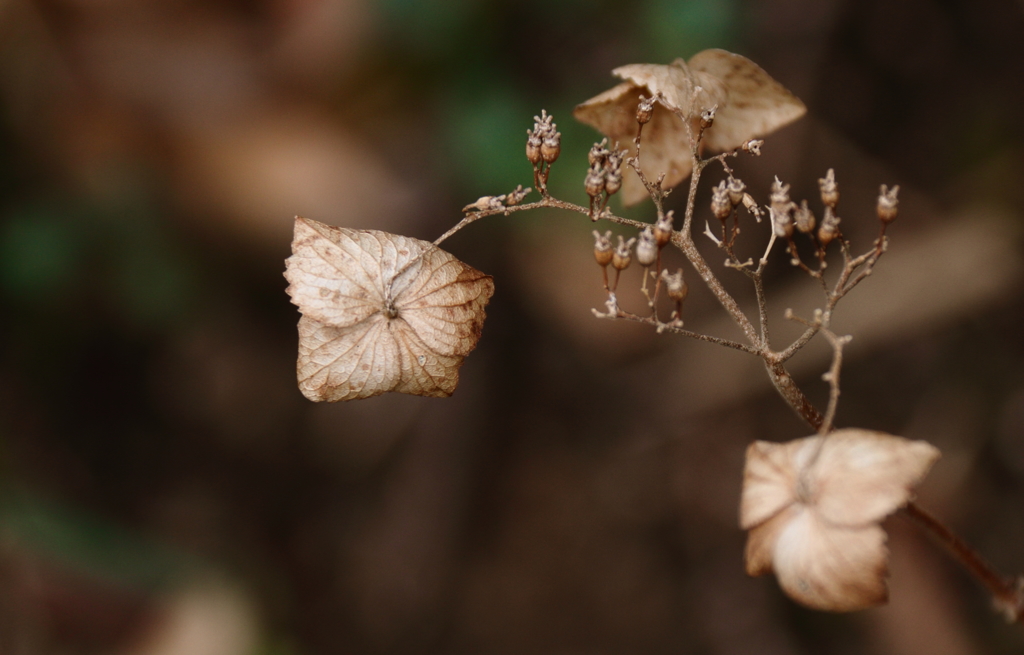 過ぎた日の記憶