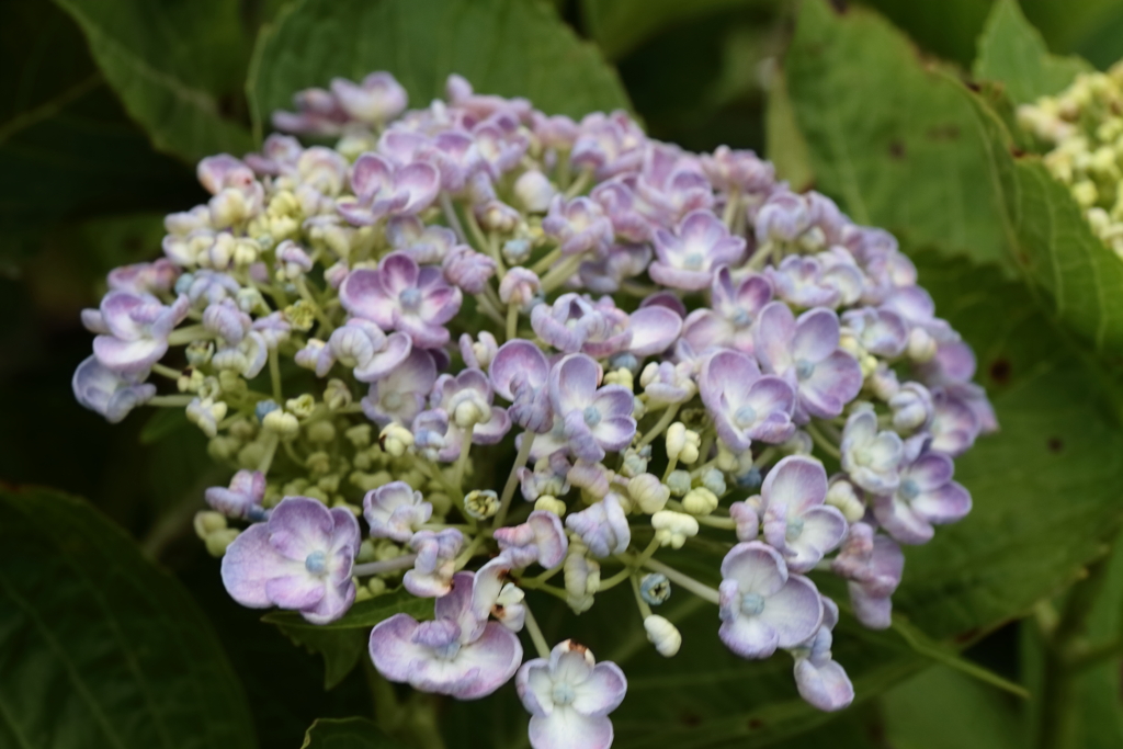 旬の花紫陽花11
