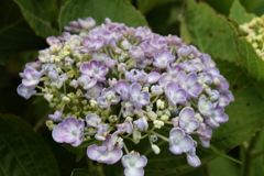 旬の花紫陽花11