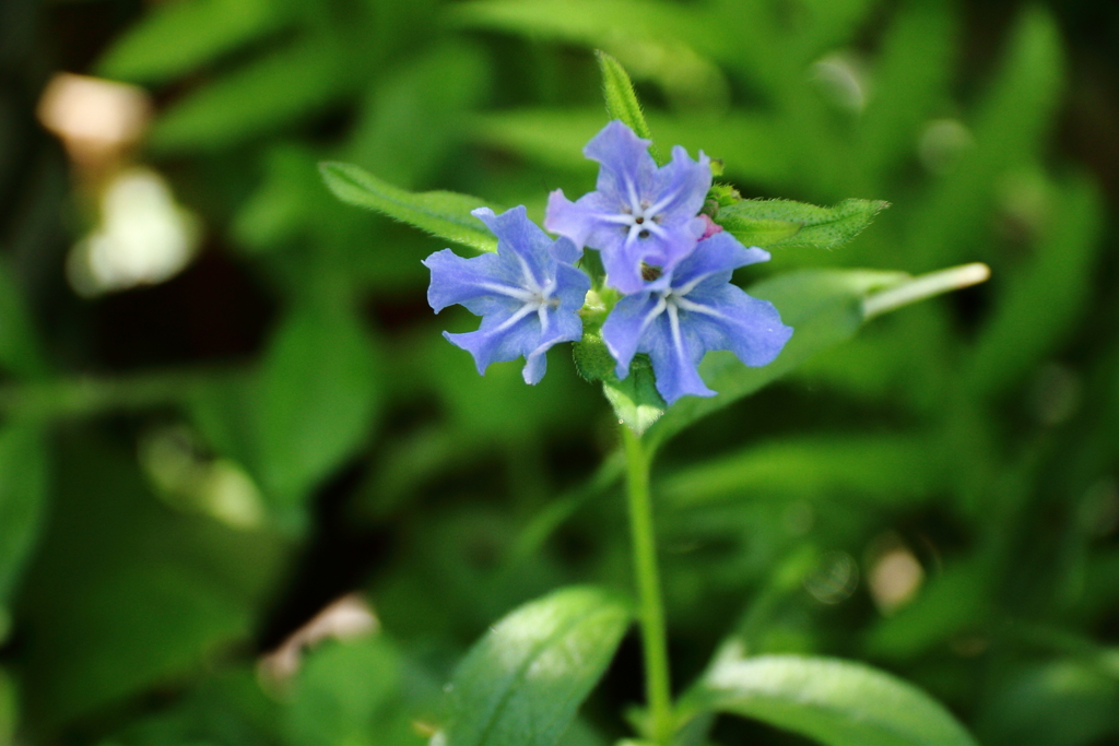 鎌倉花散歩12ホタルカズラ