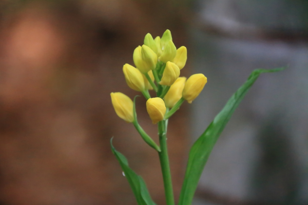間もなく開花キンラン１