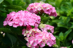 旬の花紫陽花８