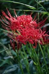 花散歩彼岸花4
