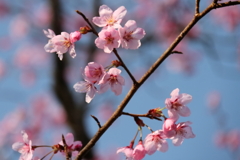 花散歩オカメザクラ?3